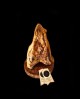 Guanciale al pepe nero, 1,2 Kg - razza Mangalica di Origine Italiana, Stagionatura +12 Mesi - Prosciuttificio AdiuvaS